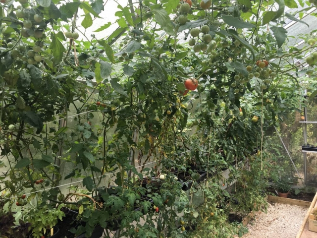 Comment faire pousser ses tomates en serre ?