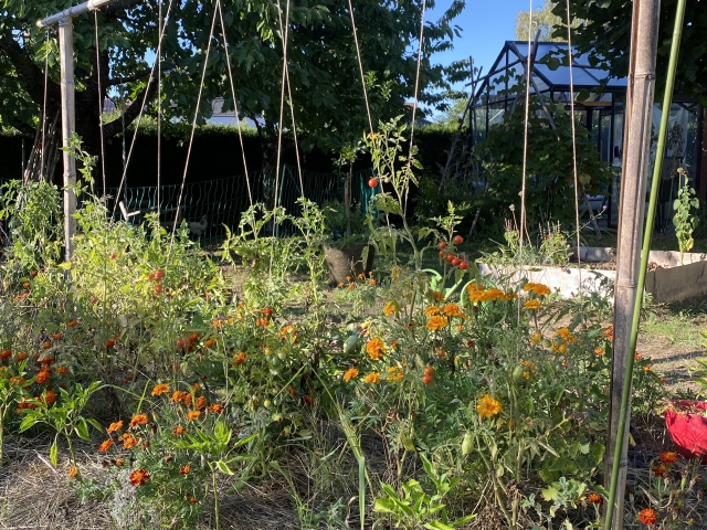 Une serre de jardin en période de canicule