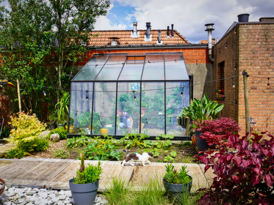 MS305-chat-qui-cours