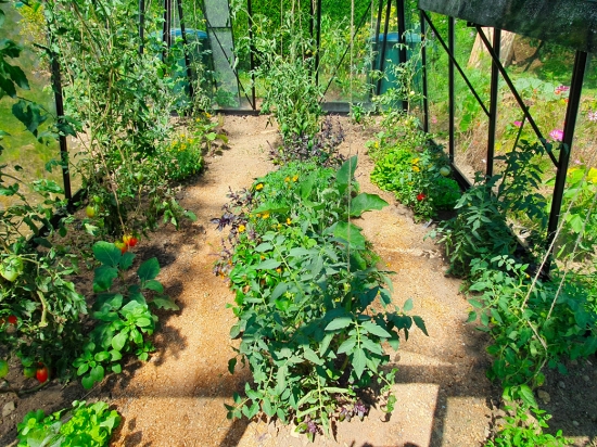 S105 Blackline tomate serre de jardin laquée noir