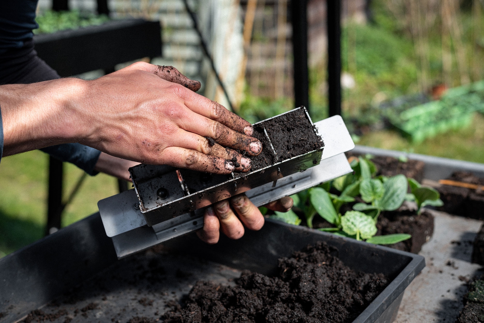 PRESSE-MOTTE, plante en ligne