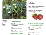 le-poireau-prefere-les-fraises-1