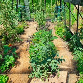 S105 Blackline tomate serre de jardin laquée noir