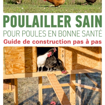 poulailler-sain-pour-poules-en-bonne-sante